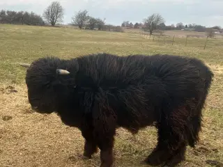Skotsk Højlands Tyrkalv