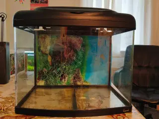60 liters superfish akvarie 