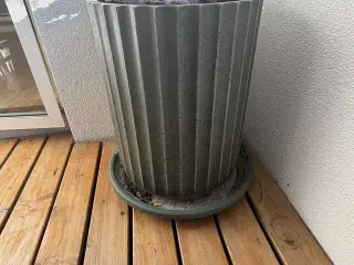 Stor potte + plante
