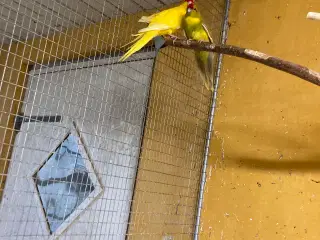 Gedeparekitter 