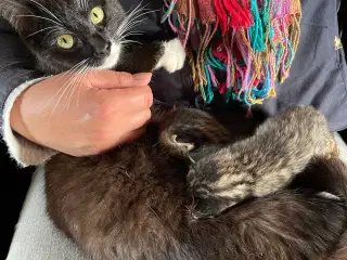 Kattekillinger og mor