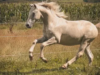Knapstrupper vallak fra 2024