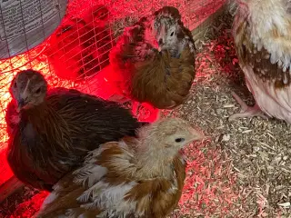 kyllinger