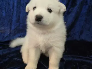 Dansk Spids familiehund