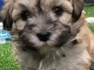 Maltipoo hvalpe 