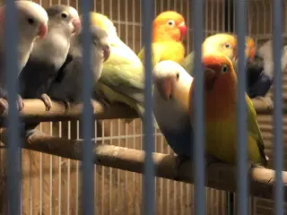 Rødhovedet dværgpapegøjer