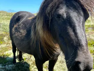 2 Shetlænder hopper 