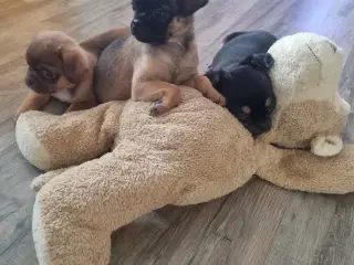 Mops mix hvalpe