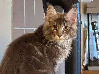 Maine Coon dreng