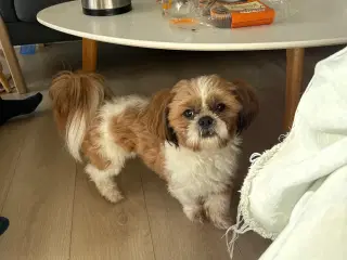 Shih tzu parring