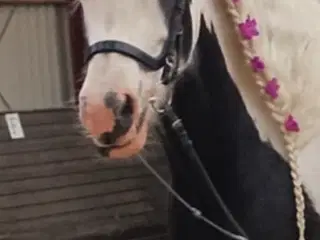 7års Irish cob sælges 