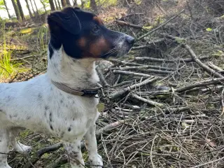 Jack Russel Han 1 år 7 måneder