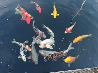Japanske koi'er 
