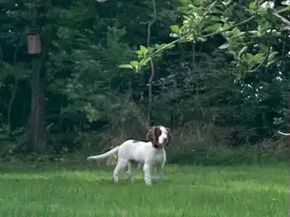 Springer Spaniel 4. Mdr. Han