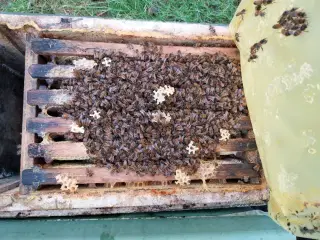 Bifamilier på 12×10