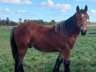 1 års hingsteplag belgier 