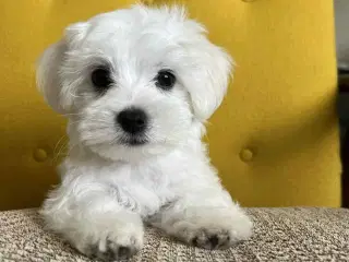 malteser/Bichon Bolognese Han