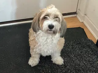 Bichon Havanais 3 år