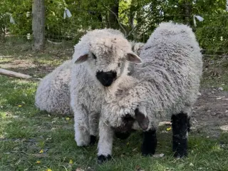 2 Vallais Blacknose Væddere
