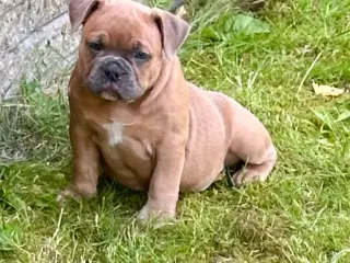New english bulldog