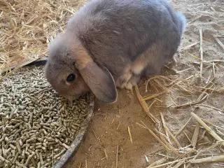 Mini-lop kaniner
