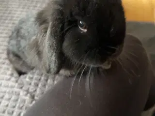 FriKanin mini lop