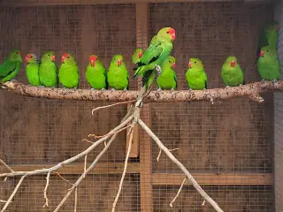 Taranta
