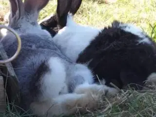 Tager imod kaniner