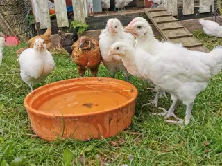 La Bresse kyllinger
