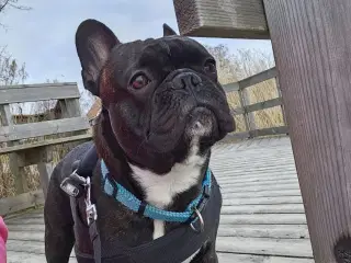 Fransk bulldog parring