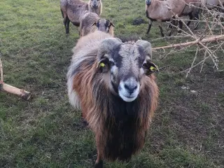 Cameroun Får