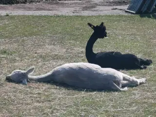 Alpaca vallaker, 4 stk.