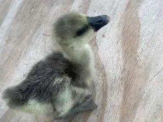 Gæslinger 