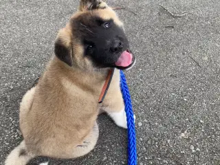American Akita hvalp (Han )