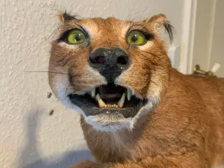 Udstoppet caracal/ørkenlos