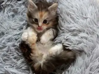 Maine coon killinger med tavle