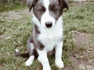 Dejlige Border Aussie hvalpe til salg. 