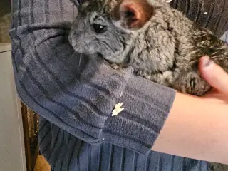 Chinchilla 