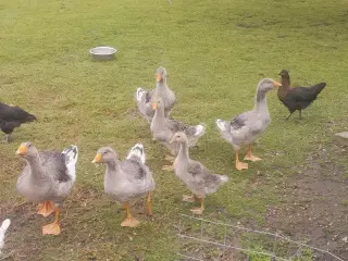 Gæs 6 stk