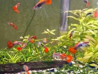 Guppy fisk sælges
