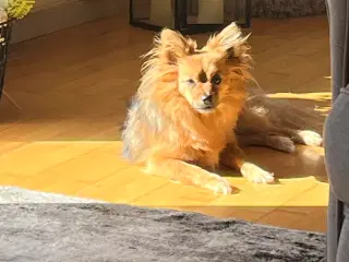 Blandingshund