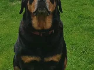 labweiler