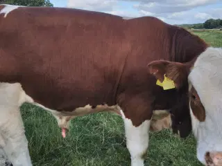 simmentaler ungtyr