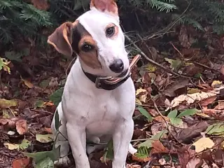1 Skønheder JRT HAN tilbage 100% Ægte
