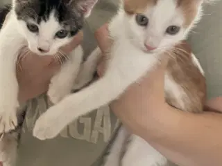 Kattekillinger 