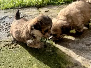 Små allergivenlige og ikke fældende hundehvalpe