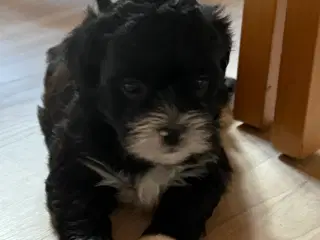 Ægte bichon  havanais