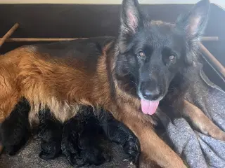 Ægte Langhåret Schæferhundehvalpe sælges 
