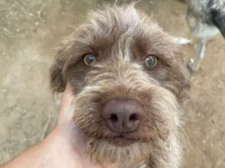 Lagotto mix 