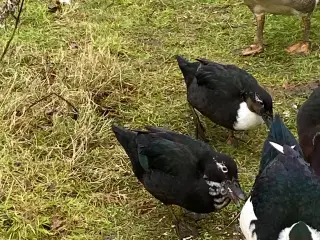 2 Moskusænder søger nyt hjem